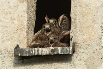 Kestrel three young birds with open beak in opening of church tower sitting one above the other looking from the front