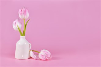 White spring tulip flowers with pink tip in vase on pink background with copy space