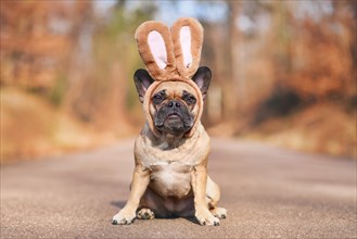 French Bulldog dog dressed up with rabbit ear headband costume