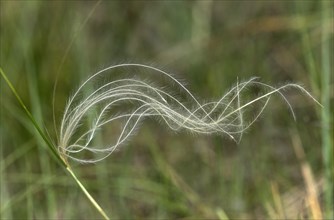 Feathery awns of common feather grass