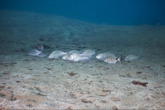 Shoal of marble sea bream