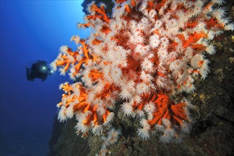Outstretched polyps with white tentacles of red tree coral