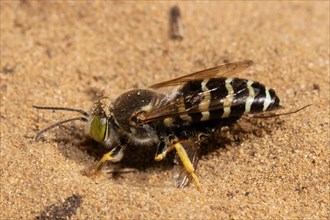 Beaked gyro wasp sitting on sandy ground left sighted