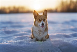 Welsh Corgi Pembroke dog in winter scenery during sunset. Happy dog in the snow