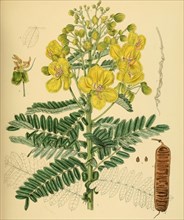 Cassia auriculata