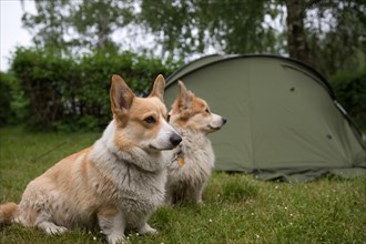 Welsh Corgi Pembroke dogs guard the camping tent. Outdoor