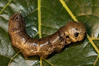 Medium vine hawk moth caterpillar sitting curved on green leaf seen right