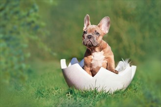 Cute French Bulldog dog puppy sitting in egg shell on grass with copy space