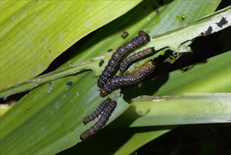 Black caterpillars with yellow spots