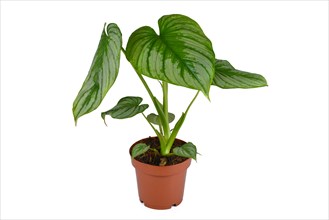 Tropical potted Philodendron Mamei houseplant with with silver pattern on white background