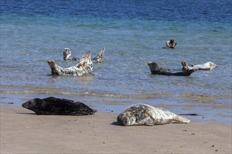 Grey Seal on the beach of Duene Island
