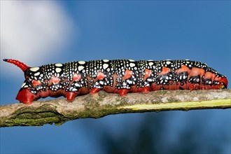 Spurge hawk moth red caterpillar sitting on branch right looking in front of blue sky and white clouds