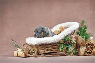 Blue tan French Bulldog dog puppy in Christmas sleigh carriage surrounded by seasonal decoration in front of rown wall
