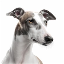 Portrait of a greyhound in front of a white background. AI generated Art