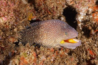 Close-up of starry moray