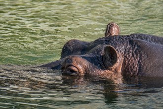 Close up of floating common hippopotamus