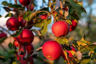 Harvest-ripe red apples