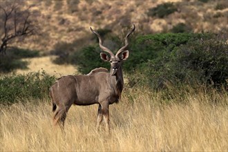 Zambezi greater kudu