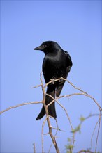 Fork-tailed drongo