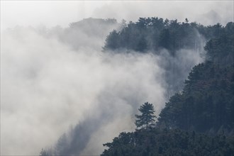 Clouds of mist in the forest