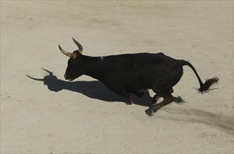 Bullfight in the arena of Saintes-Maries-de-la-Mer