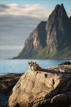Two Welsh Corgi Pembroke dogs stand in front of a mountain by the sea on Senja Island. Norway