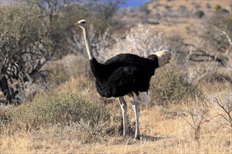 South African ostrich