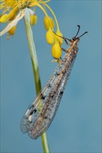 Spotted Ant Damselfly with closed wings hanging from yellow flower looking left against blue sky