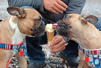 Two brown French Bulldog dogs eating vanilla ice cream in a cone in summer