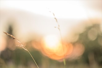 Grass silhouette on blurred background in front of sunset. Alsace