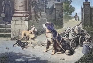 Dog as a draught animal for a cart with milk churns