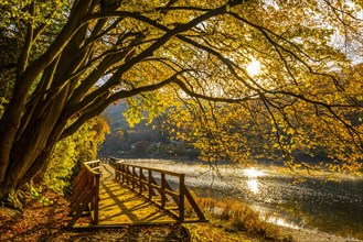 Golden autumn leaves over the Elfenweg Heimbach at the Rur reservoir