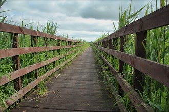 A road among tall reeds leading through a footbridge. Poland