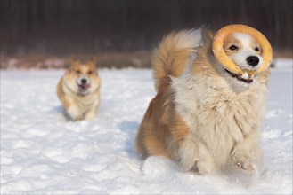 Dogs Welsh Corgi Pembroke running and playing in the snow Happy dog in the snow