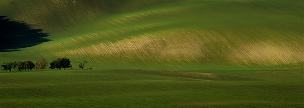 Beautiful green tsunami in the Moravian fields. Czech Republic