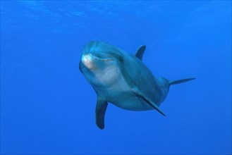 Dolphin Bottlenose dolphin