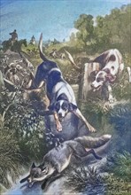 Fox Hunt with Hounds