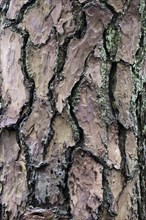 Bark of pine