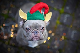 French Bulldog dog dressed up as cute Christmas elf wearing a red and green hat with elf ears