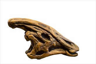 Fossilized dinosaur skull of Olorotitan against white background