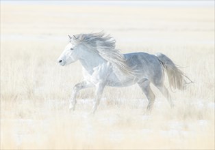 A white stallion galloping across the eastern steppe. Dornod Province