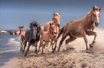 Horses running on the shore of Lake Buir. Dornod Province. Mongolia