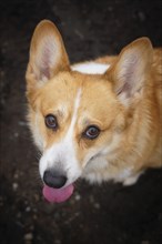 Welsh Corgi Pembroke dog shows tongue. Portrait