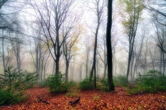 Mystical foggy atmosphere in an autumn common beech