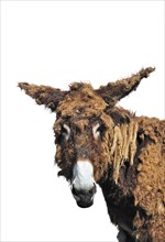Close-up portrait of Poitou donkey
