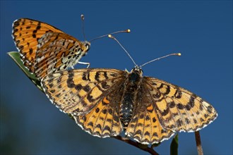 Red fritillary butterfly male and female with open wings sitting side by side on a stalk seeing different from behind in front of blue sky