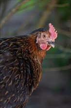 Portrait of a brown hen in a farmhouse. Alsace