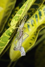 Molting grasshopper hanging on a leaf