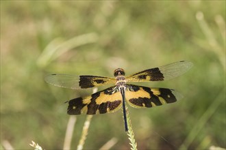 Dragonfly Common Picturewing