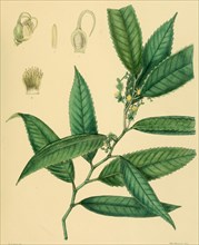 Schumacheria angustifolia